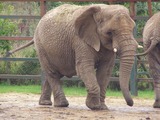 African Elephant Howletts-loxodonta-africana-02