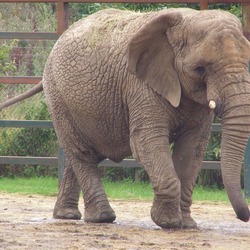 African Elephant Howletts-loxodonta-africana-02