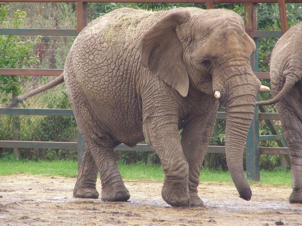 African Elephant Howletts-loxodonta-africana-02
