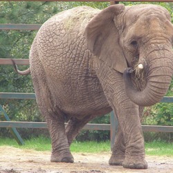 African Elephant Howletts-loxodonta-africana-04