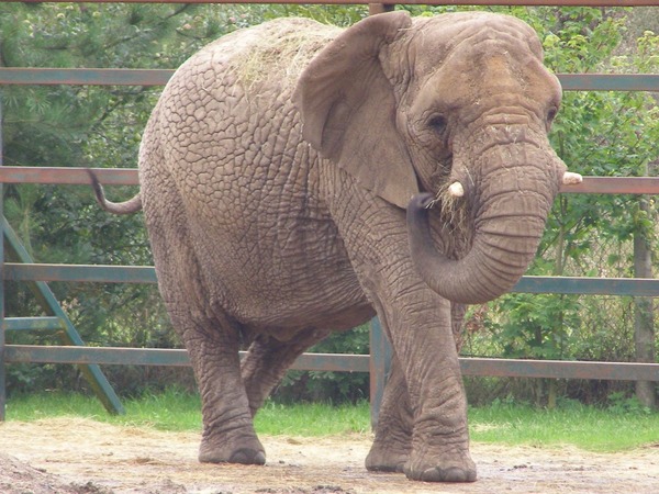 African Elephant Howletts-loxodonta-africana-04