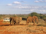 African Elephant Loxodonta african safari