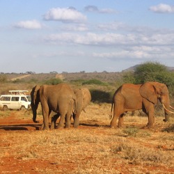 African Elephant Loxodonta african safari