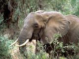 African Elephant Loxodonta africana (3)