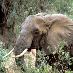 African Elephant Loxodonta africana (3)