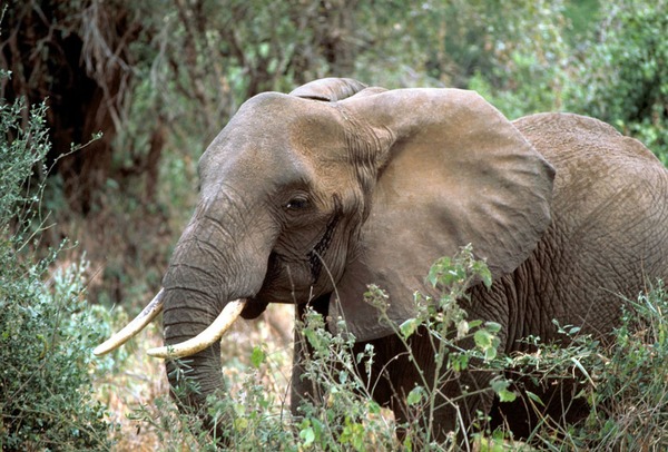 African Elephant Loxodonta africana (3)