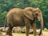 African Elephant Loxodonta africana (4)