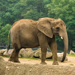 African Elephant Loxodonta africana (4)