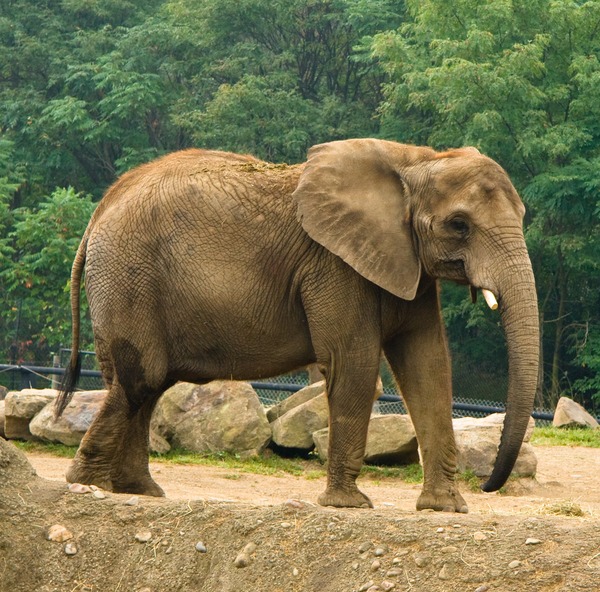 African Elephant Loxodonta africana (4)