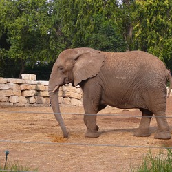 African Elephant Loxodonta africana (5)