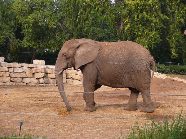 African Elephant Loxodonta africana (5)