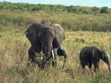 African Elephant Loxodonta africana (6)