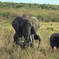African Elephant Loxodonta africana (6)