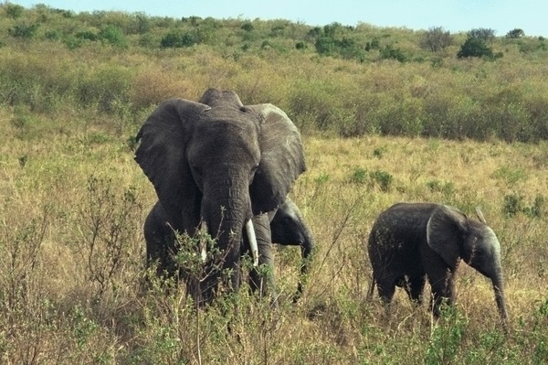 African Elephant Loxodonta africana (6)