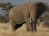 African Elephant Loxodonta africana (7)