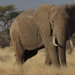 African Elephant Loxodonta africana (7)