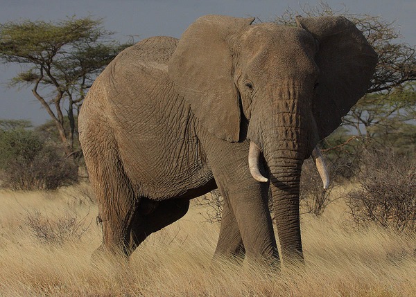 African Elephant Loxodonta africana (7)