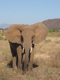 African Elephant Loxodonta africana Kenya (2)