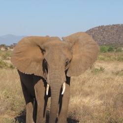 African Elephant Loxodonta africana Kenya (2)