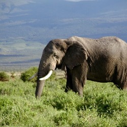 African Elephant Loxodonta africana Kenya