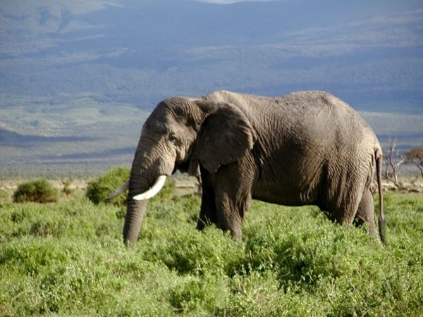 African Elephant Loxodonta africana Kenya
