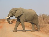 African Elephant Loxodonta africana Kruger (2)