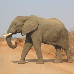 African Elephant Loxodonta africana Kruger (2)