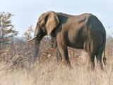 African Elephant Loxodonta africana Kruger
