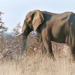 African Elephant Loxodonta africana Kruger