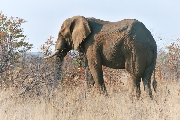 African Elephant Loxodonta africana Kruger