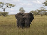 African Elephant Loxodonta africana Serengeti