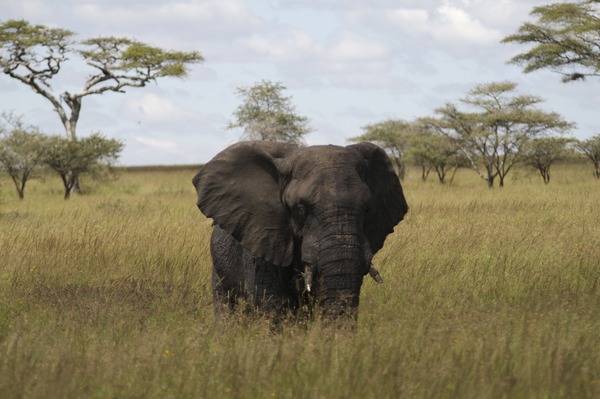 African Elephant Loxodonta africana Serengeti