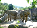 African Elephant Loxodonta africana Taipei Zoo