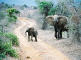 African Elephant Loxodonta africana Tsavo