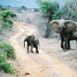 African Elephant Loxodonta africana Tsavo