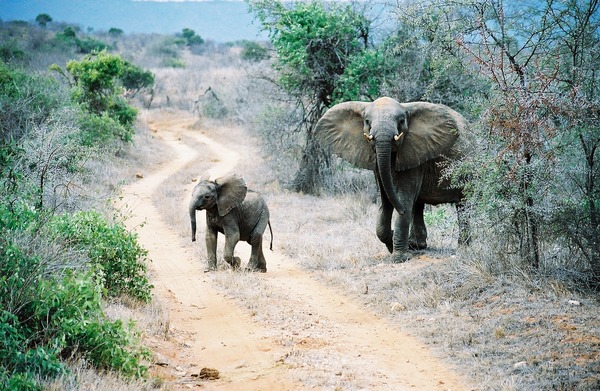 African Elephant Loxodonta africana Tsavo