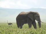 African Elephant Loxodonta africana and ostrich