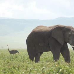 African Elephant Loxodonta africana and ostrich