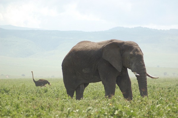 African Elephant Loxodonta africana and ostrich