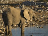 African Elephant Photo Gallery
