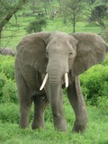 African Elephant Loxodonta africana ndutu