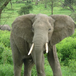 African Elephant Loxodonta africana ndutu