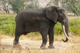 Large Land Mammals