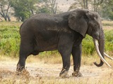 African Elephant Loxodonta africana old