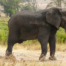 African Elephant Loxodonta africana old