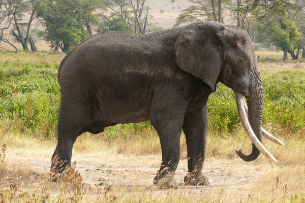 African Elephant Loxodonta africana old