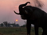 African Elephant Loxodonta africana sand Botswana