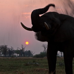 African Elephant Loxodonta africana sand Botswana