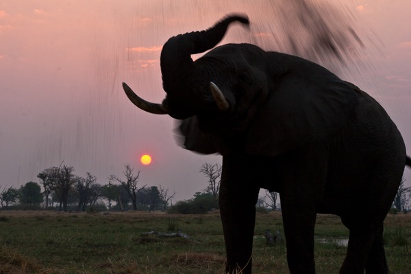 African Elephant Loxodonta africana sand Botswana