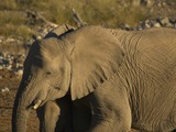 Large Land Mammals